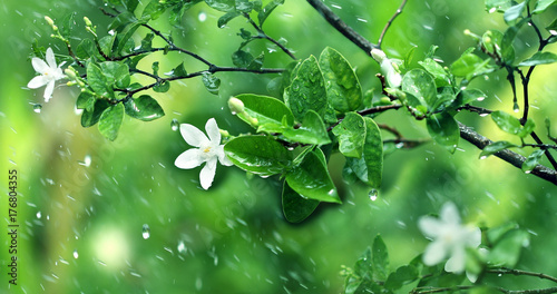 nature fresh green leaf branch under havy rain in rainy season
