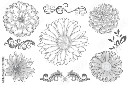 Set of hand-drawing flower chamomile, gerbera, dahlias, zinnia and calligraphic floral design elements . Vector illustration.