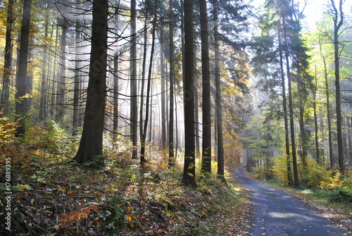 Jesień i mgła w lesie