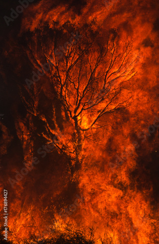 Inferno, Silhouette of a Tree Swallowed by Flames.