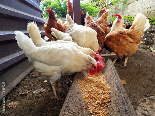 A group of pasture raised chickens peck for feed on the ground