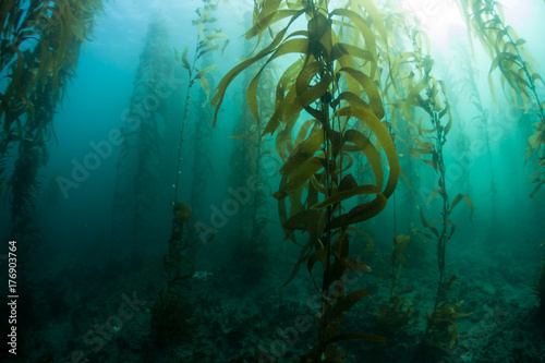 Underwater Kelp Forest in California