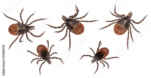 Deer ticks collection closeup isolated on white background. Ixodes ricinus. Set of dangerous parasitic mites from below or above. Acari. Tick-borne diseases carriers. Encephalitis or Lyme borreliosis.
