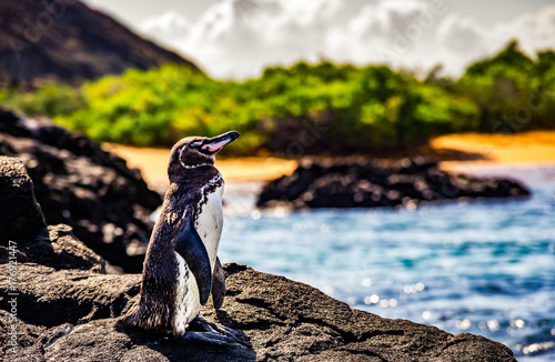 cute small penguin standing on the rocks