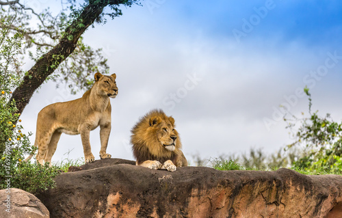 male and female lion