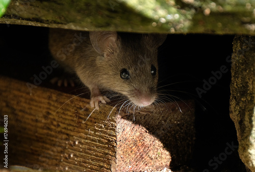 Mouse feeding on scone in house garden.