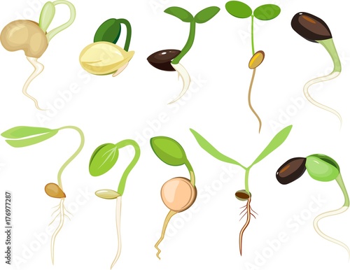 Set of different plant sprouts on white background