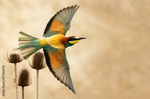 European bee-eater in flight on a beautiful background