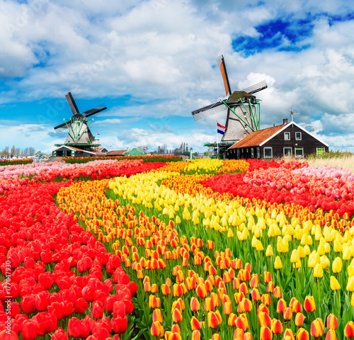 two traditional Dutch windmills of Zaanse Schans and rows of fresh tulips, Netherlands