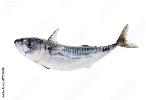 Fresh atlantic mackerel isolated on white