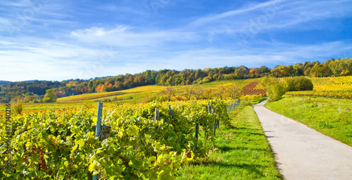 Herbstzeit mit Weinbergen in der Pfalz