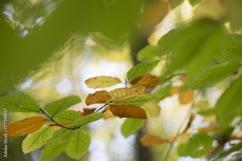 hersftbladeren aan beukenboom