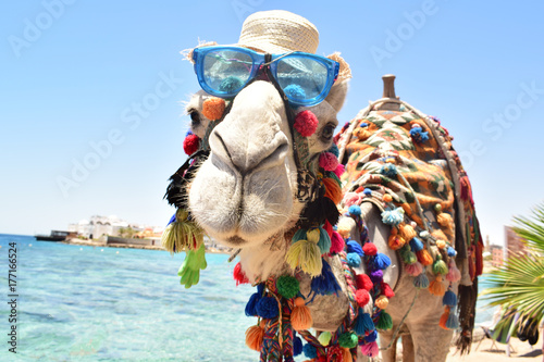 Camel called Romeo in Egyptian city Hurghada
