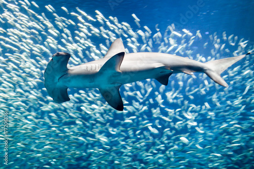 Scalloped hammerhead shark surrounded by fish