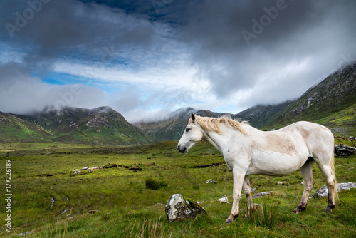 A Connemara Pony, loose in the Twelve Bens area eats grass in a meadow. Behind him, rain clouds cling to the mountains. 
