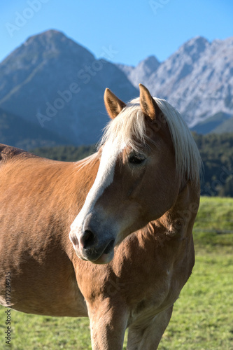 Beautiful portrait of a Haflinger mare in front of mountains