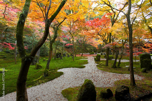 Jesienne liście świątyni Komyozen-ji