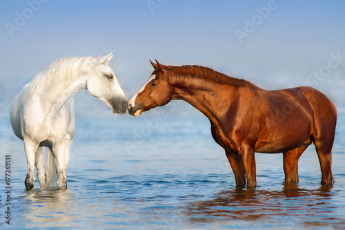 Two beautiful horses standing in blue water. Panorama for website