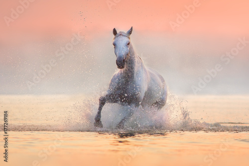 White horse runs gallop through the water with spray at pink dawn