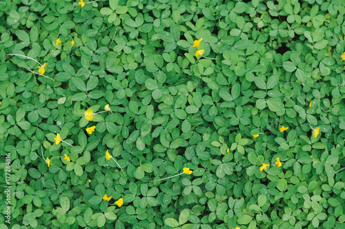 Green Leaves background,small yellow flower,green leaf of Arachis pintoi ,Pinto peanut
