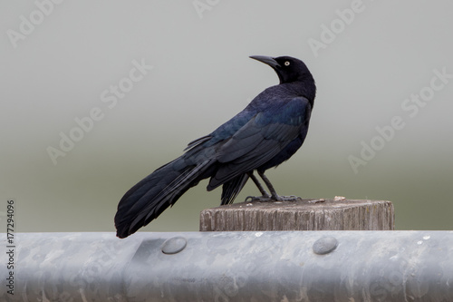 Great Tailed Grackle