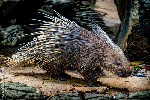 Malayan porcupine