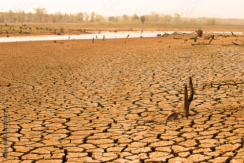 Herd of cows're walking on river because global warming and El Nino effect.