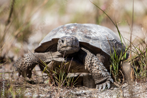 Gopher tortoise (Gopherus polyphemus), Caladesi island, Florida