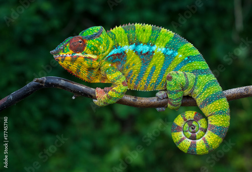 Panther chameleon Furcifer pardalis Ambilobe 2 years old endemic from madagascar