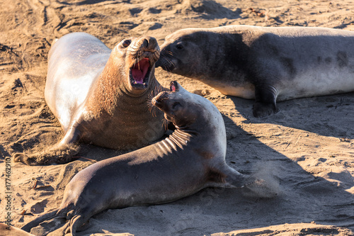 Two elephant seal sound out at Elephant Seal Beach, California