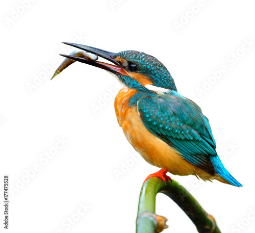 Lovely blue bird, Common Kingfisher (Alcedo atthis) perching on bamboo stick with little fish in his mouth isolated on white background