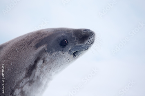 Close up of a crabeater seal