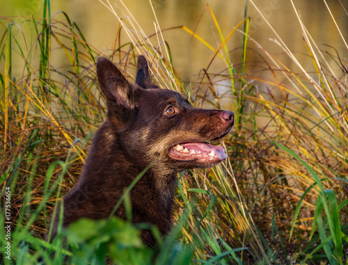 Australian kelpie on autumn background in a grass sitting. Selective focus.