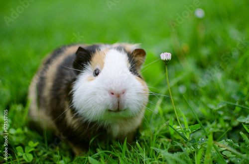 guinea pig walks in the fresh air and eating