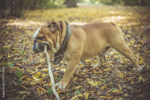 Big bulldog playing with wooden stick,selective focus