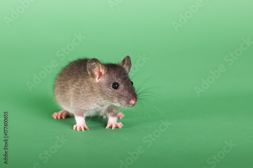 baby rat on green background
