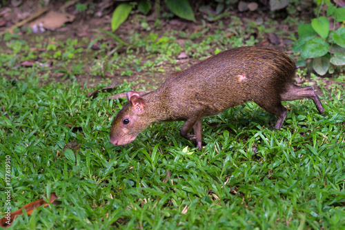 Agouti, (Dasyprocta leporina),scavenges for food in the Amazon Rain Forest, Tambopata