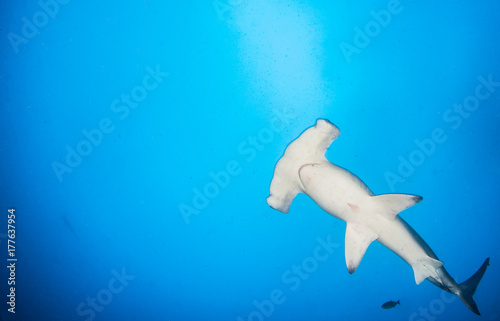 Hammerhead shark