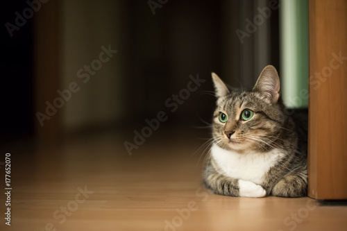 Green-eyed tabby cat sitting on the flat floor