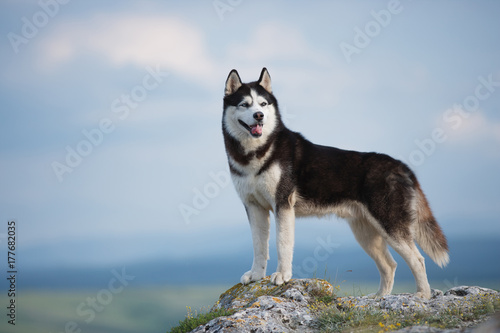 Black and white Siberian husky standing on a mountain in the background of mountains and forests. Dog on the background of a natural landscape. Blue eyes.