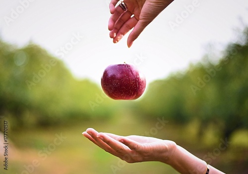 Seasonal apple picking in autumn Upstate New York orchard