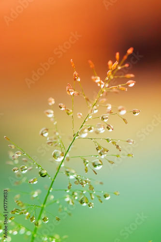 Dew drops on grass and blurred bokeh background