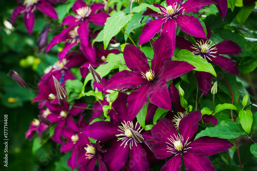 Blooming clematis "Niobe" in the garden. Shallow depth of field.