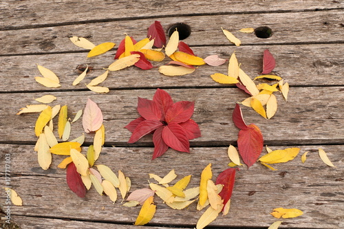 bright beautiful autumn leaves on a wooden background
