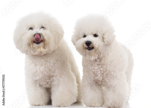 couple of bichon frise dogs one licking its nose