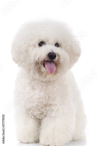 seated and panting bichon frise