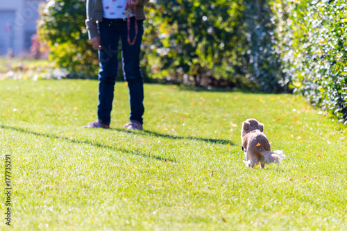 Young girl trains her chihuahua doggy on the grass