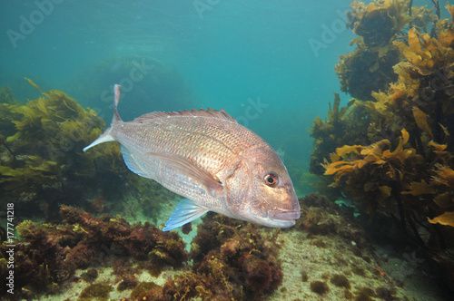 Big Australasian snapper Pagrus auratus turning right in front of camera.