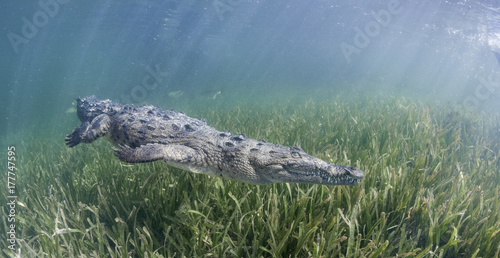 Cuban crocodile swimming along the sea grass in the mangrove areas of Gardens Of the Queens Marine Reserve, Cuba.