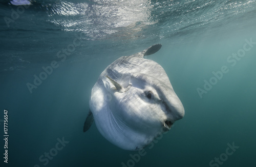 Oceanic sun fish, or mola mola, swimming on the surface during the sardine run off the east coast of South Africa.